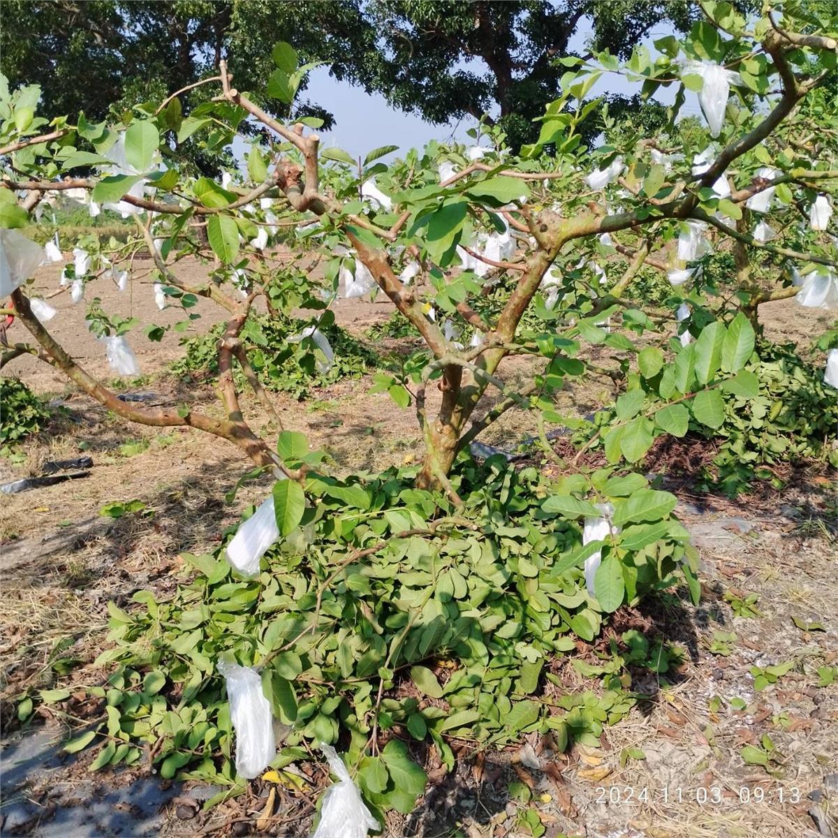 霖園農場,霖園採收準備中.....